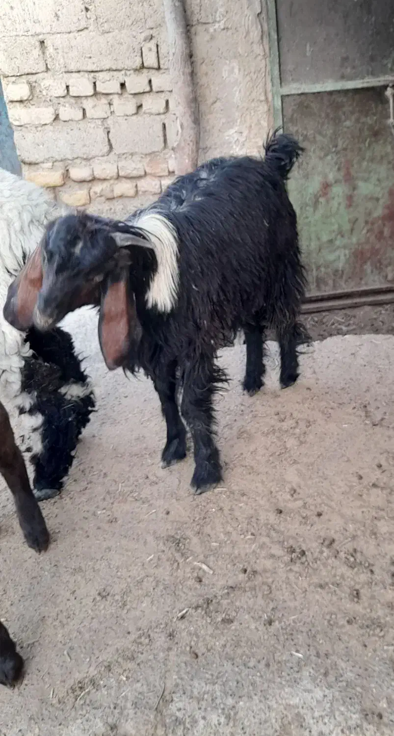 کره|حیوانات مزرعه|صابری, |دیوار