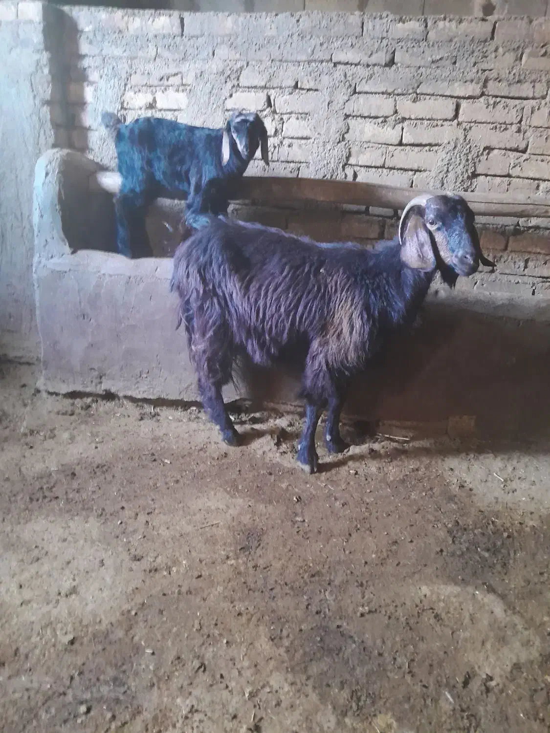 بزوبزغاله|حیوانات مزرعه|صحنه, |دیوار