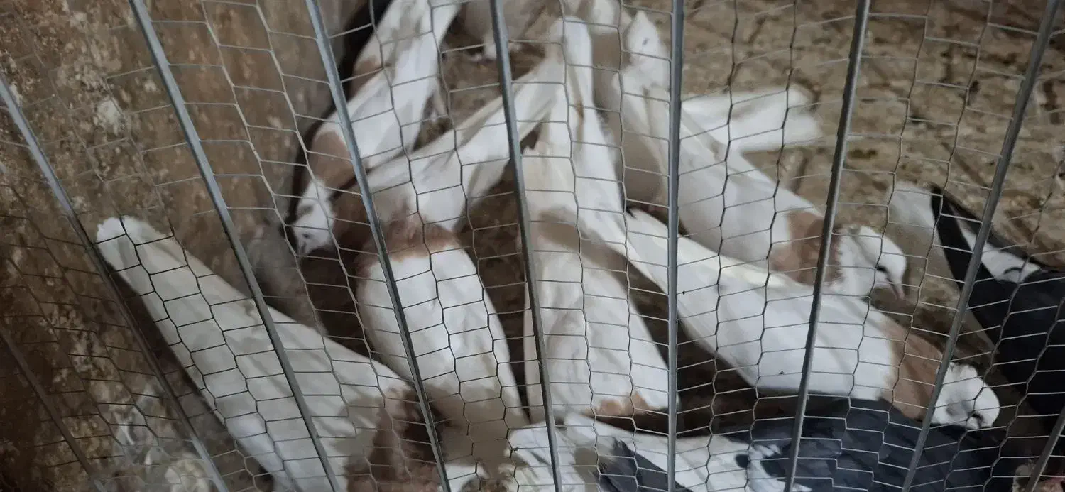 کبوتر طوقی زرد|پرنده|سبزوار, قصبه شرقی|دیوار