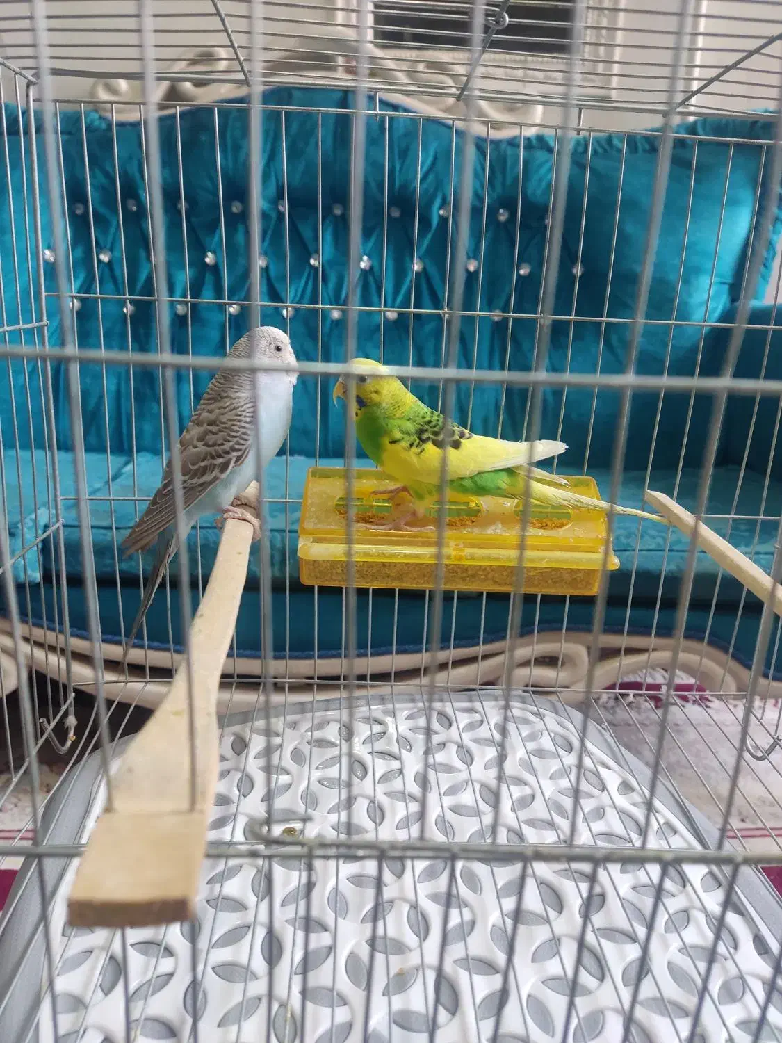 ۵ عدد مرغ عشق یکجا میفروشم نر و ماده|پرنده|نسیم‌شهر, |دیوار