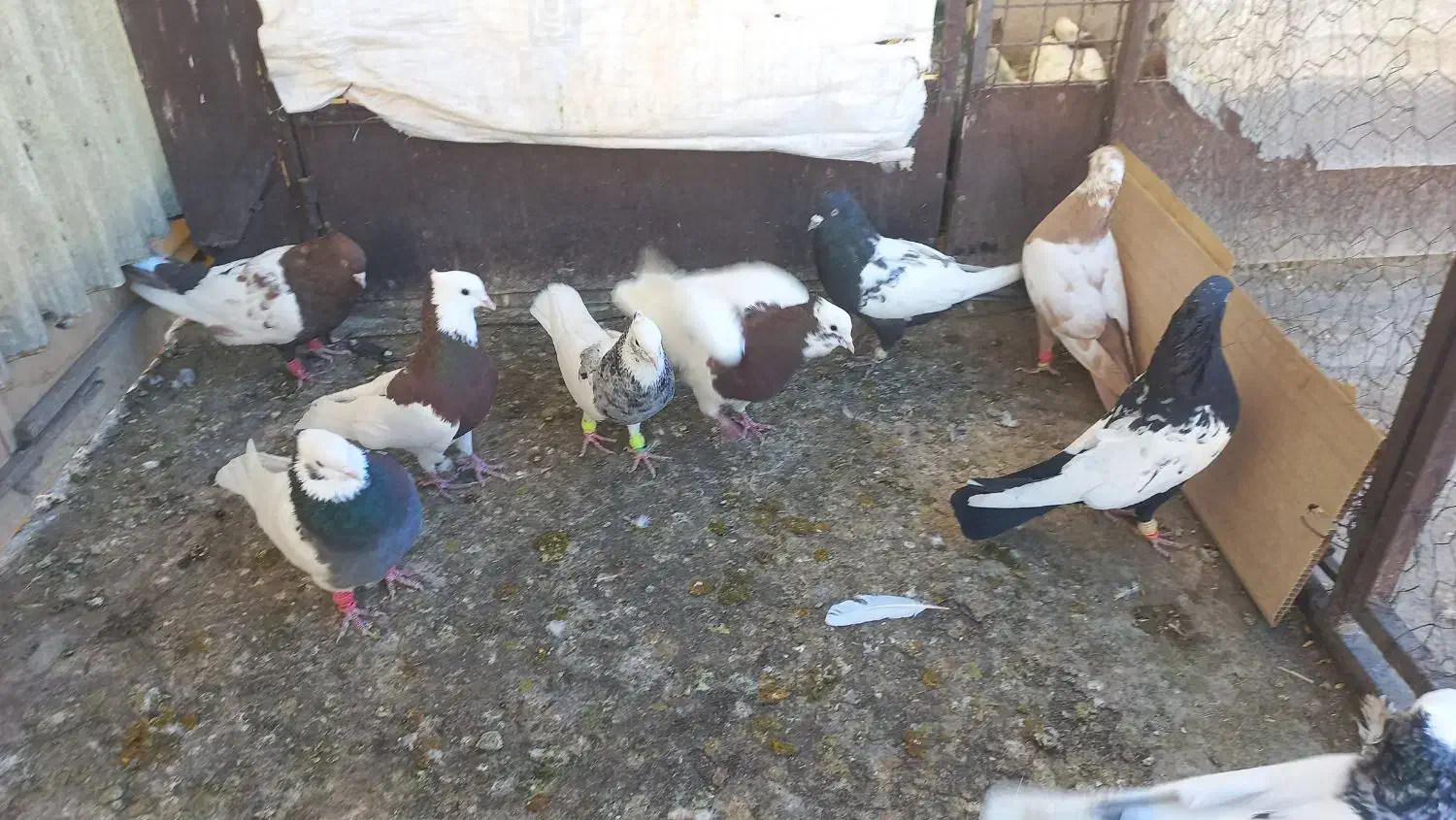 کبوتر پرنده|پرنده|قزوین, |دیوار