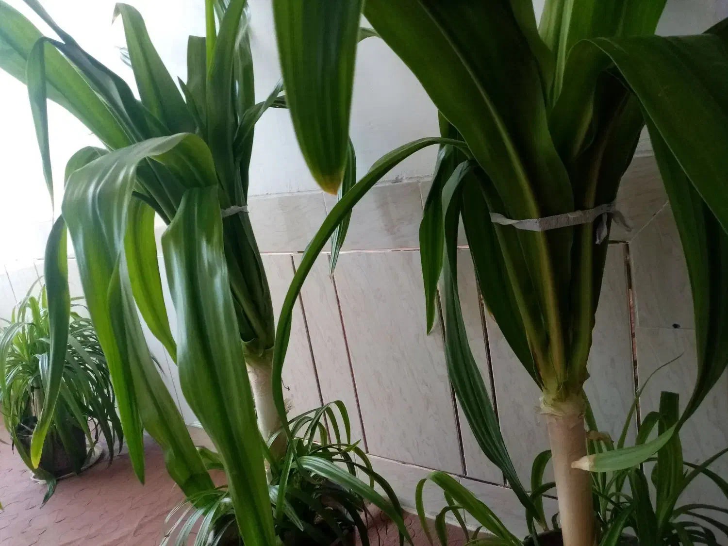 دو عدد گل ذرتی بزرگ|گل و گیاه طبیعی|مرودشت, نقش رستم|دیوار