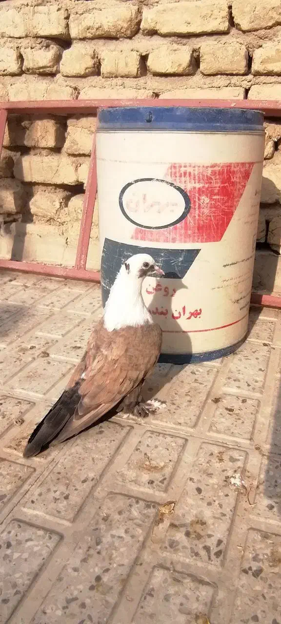 کربلایی مخمل کاکلی|پرنده|شیروان (خراسان), |دیوار