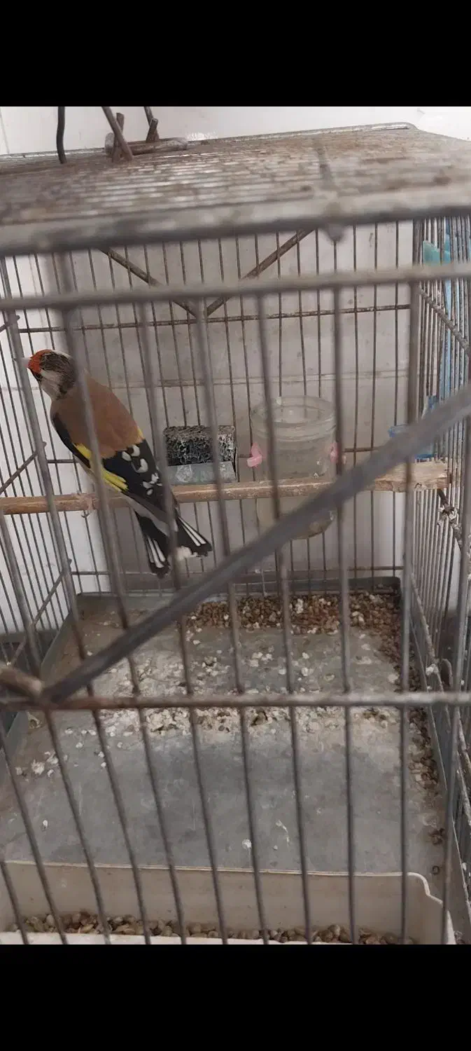 سهره دورگ|پرنده|شیراز, کوشک میدان|دیوار