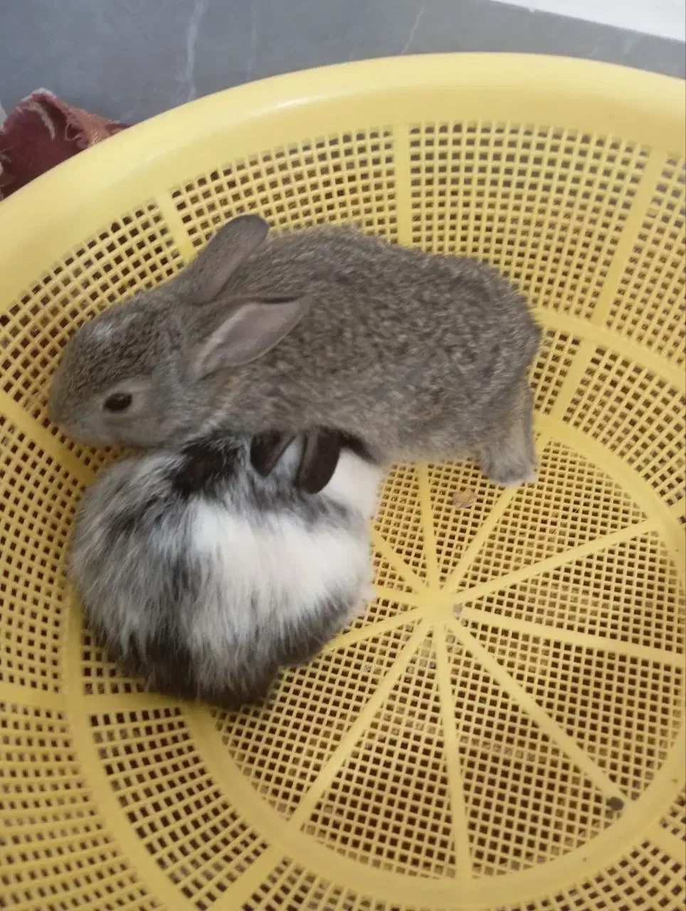 بچه خرگوش|موش و خرگوش|خمک, |دیوار