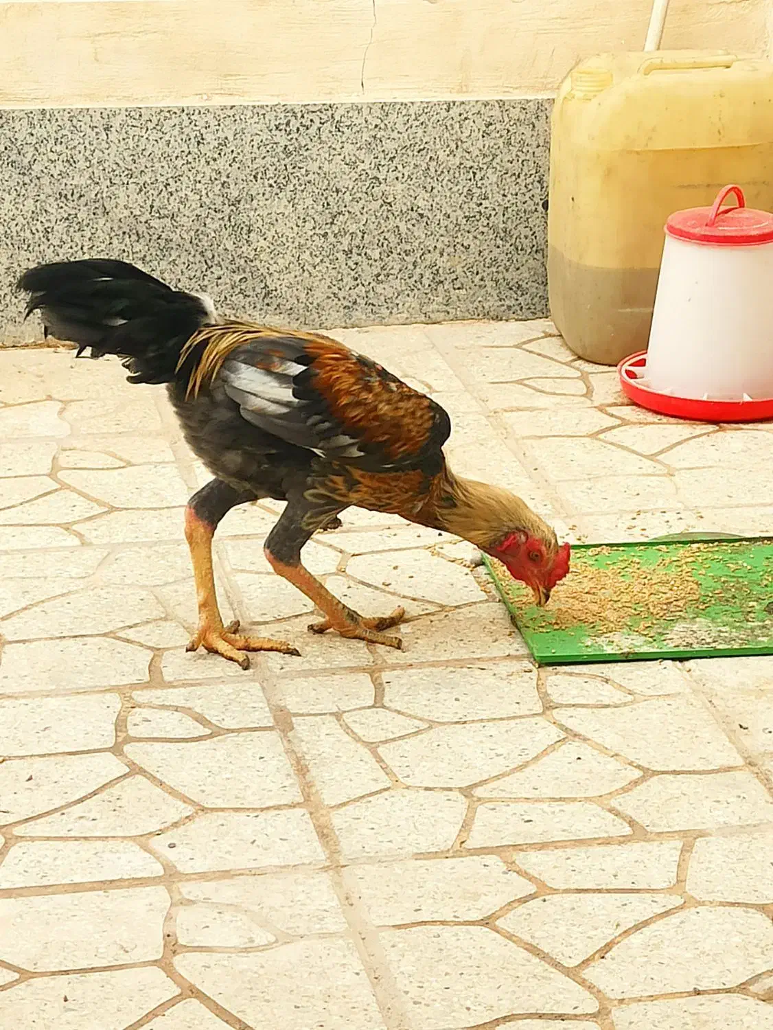 مرغ و خروس|حیوانات مزرعه|بندرلنگه, |دیوار