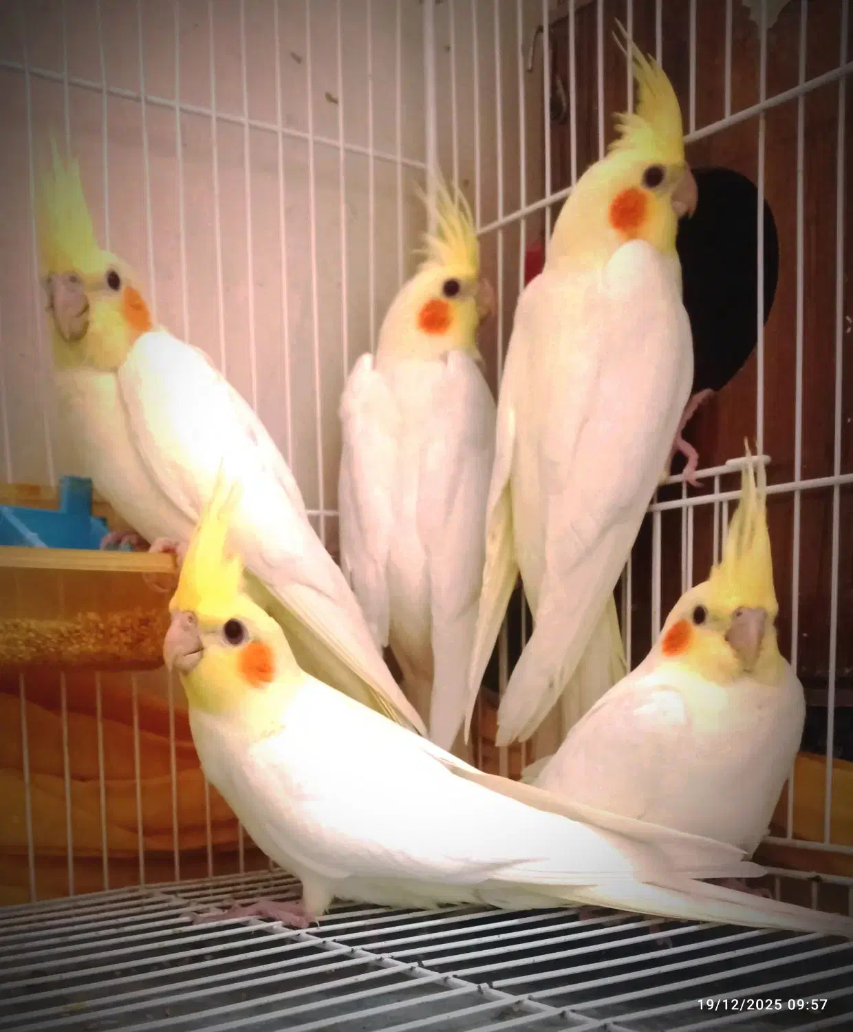 جوجه عروس - جفتی - دستی|پرنده|مشهد, ایثار|دیوار