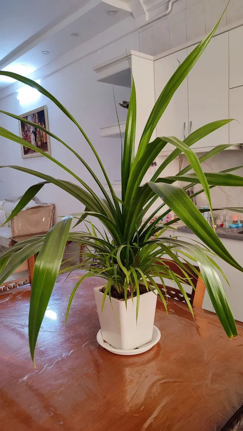 گل طبیعی|گل و گیاه طبیعی|کاشمر, |دیوار