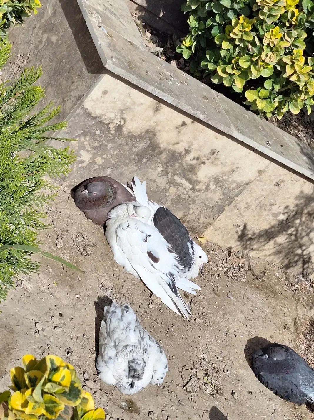 گمشده|حیوانات|شهریار, دهشاد پائین|دیوار