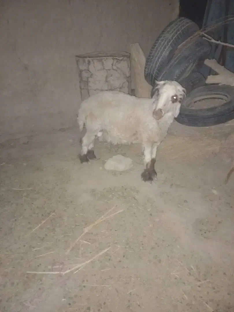 یک بره نر بفروش میرسد|حیوانات مزرعه|زهک, |دیوار