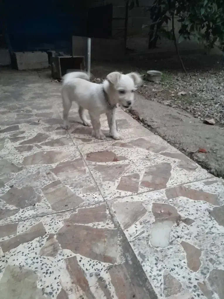 واگذاری سگ نر تریل|سگ|شاندرمن, |دیوار