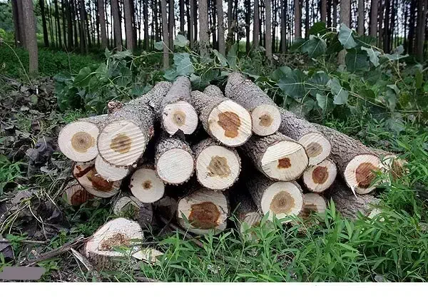 خریدار انواع چوب به صورت نقدی|خدمات باغبانی و درختکاری|بندر انزلی, شهر صنعتی انزلی|دیوار