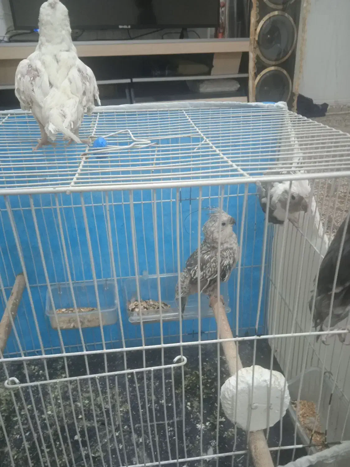 4تا عروس هلنی دانه 500|پرنده|تربتحیدریه, پائین ولایت|دیوار