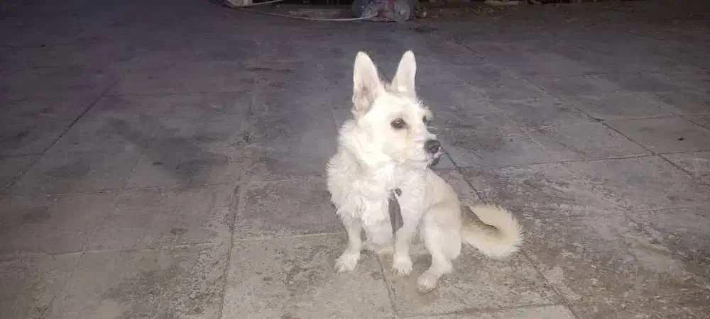 سگ پاکوتاه|سگ|یزدان شهر, |دیوار