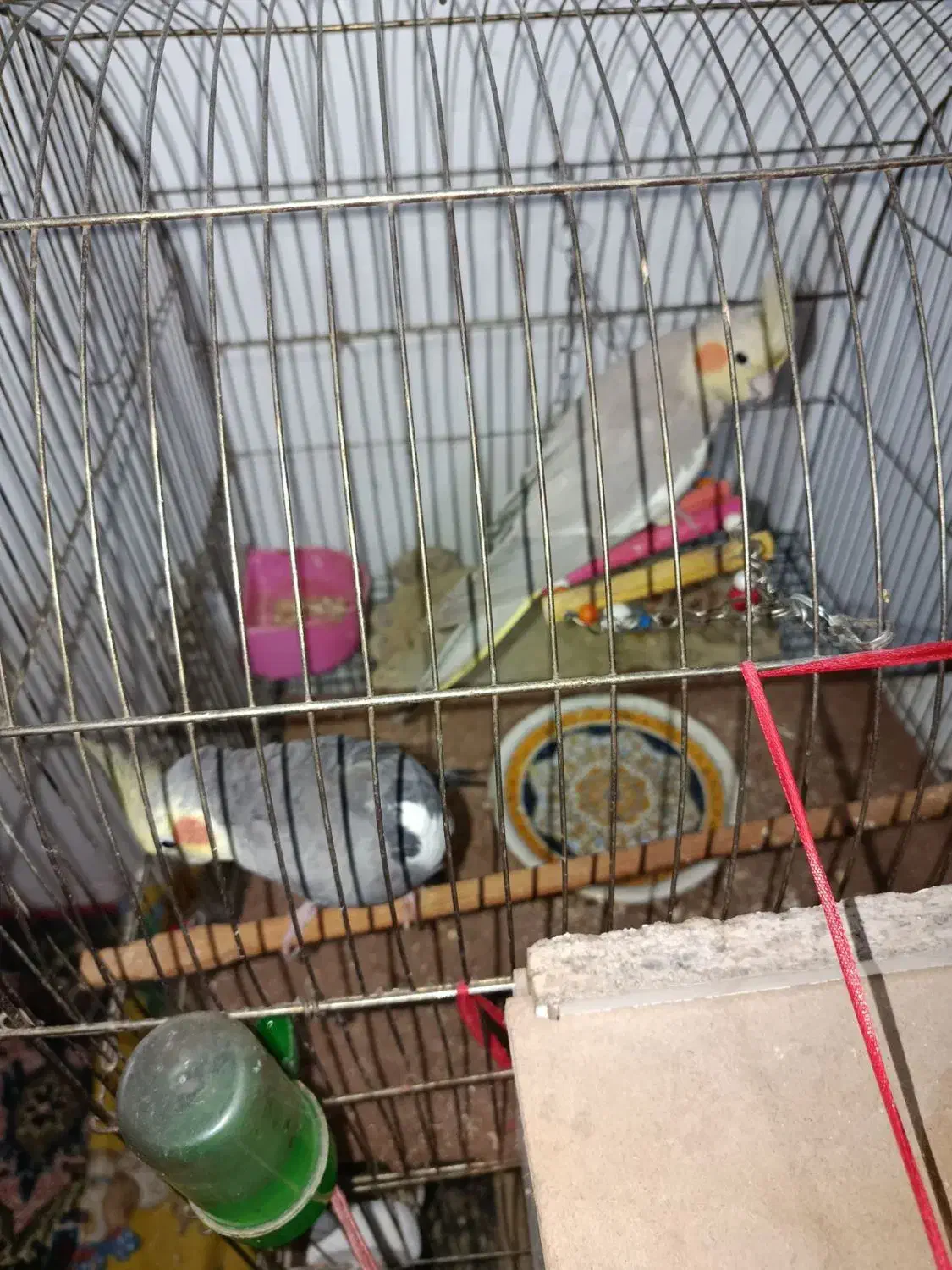 طوطی برزیلی و عروس هلندی|پرنده|میانه, |دیوار