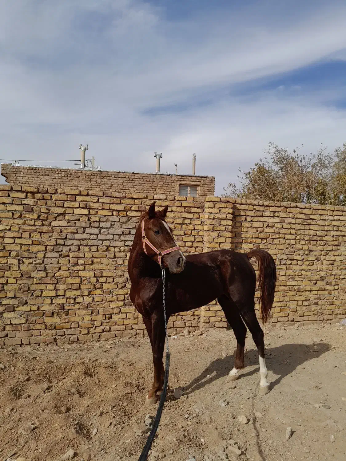 اسب نریون|اسب و تجهیزات اسب‌سواری|گناباد, |دیوار