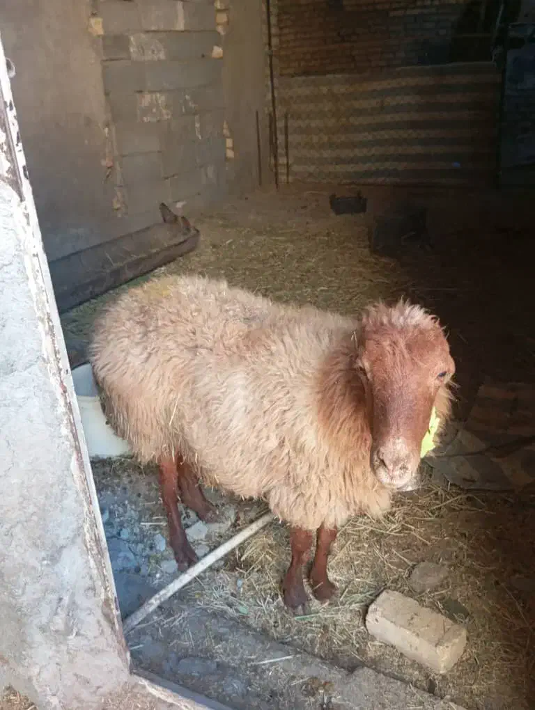 میش داشتی|حیوانات مزرعه|سامان, |دیوار