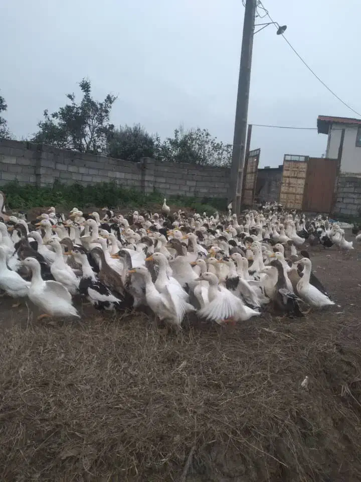 اردک اورگانیک|حیوانات مزرعه|رودسر, |دیوار