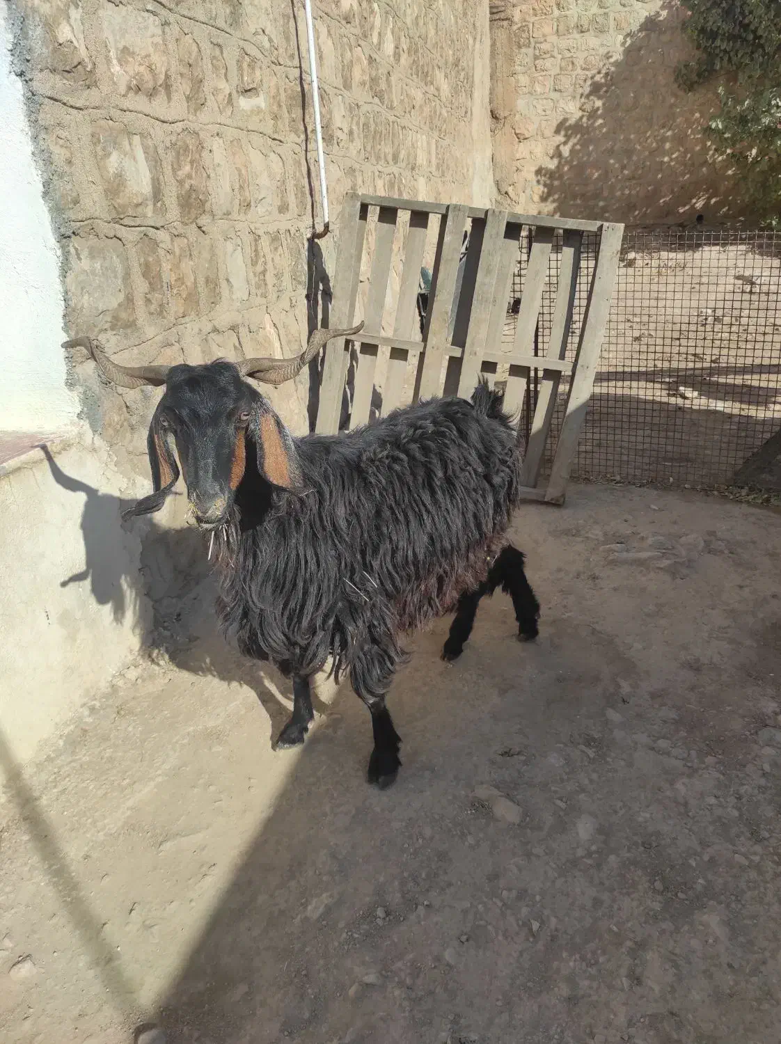 بز و بزغاله|حیوانات مزرعه|ایوان, |دیوار