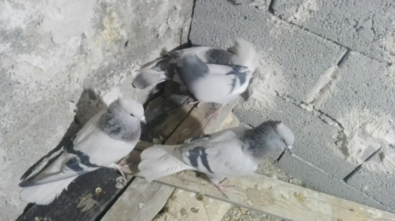 کبوتر|پرنده|مرودشت, نقش رستم|دیوار