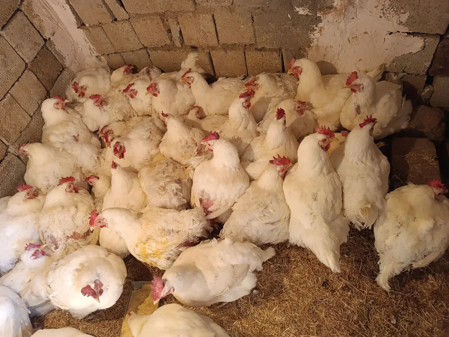 مرغ مادر|حیوانات مزرعه|اشنویه, |دیوار