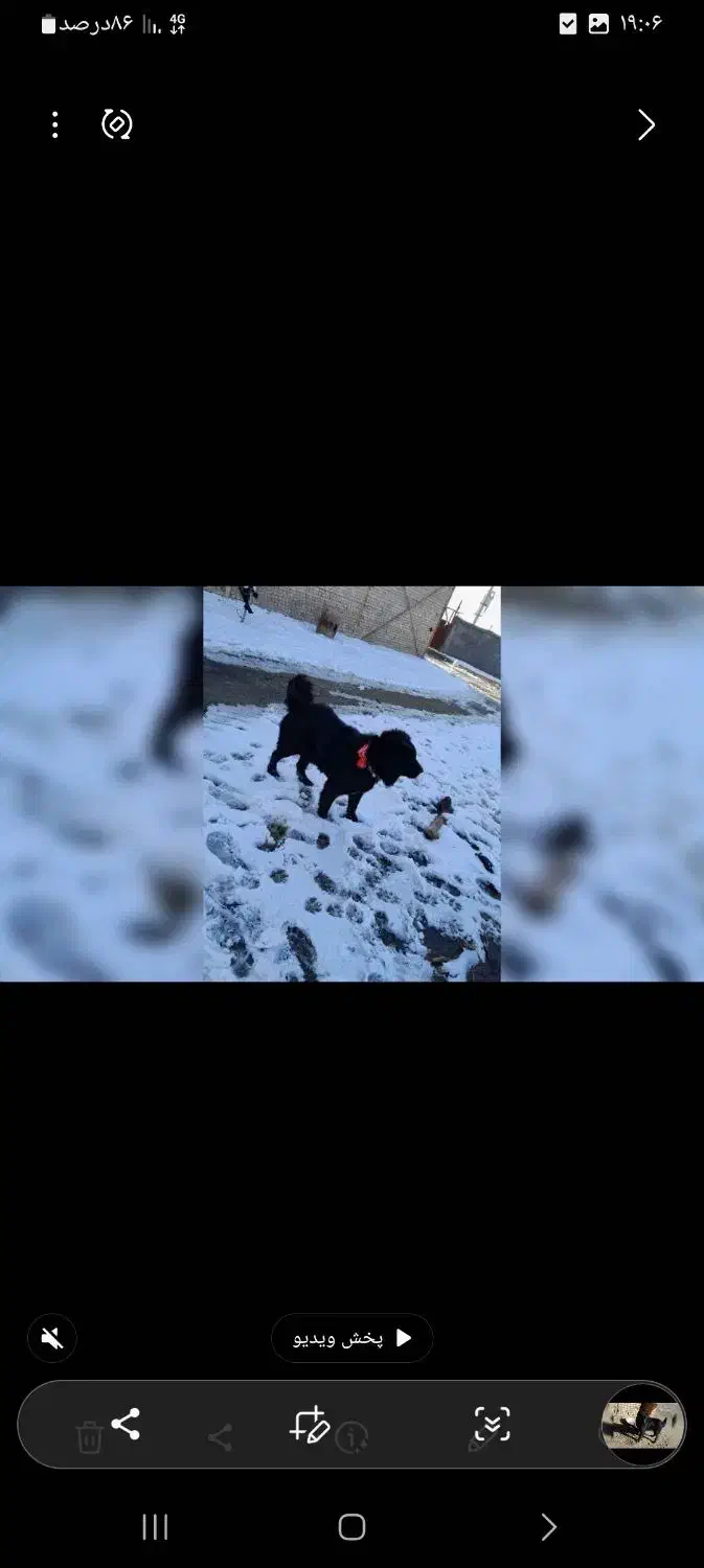 سگ قدریجانی|سگ|خمین, |دیوار