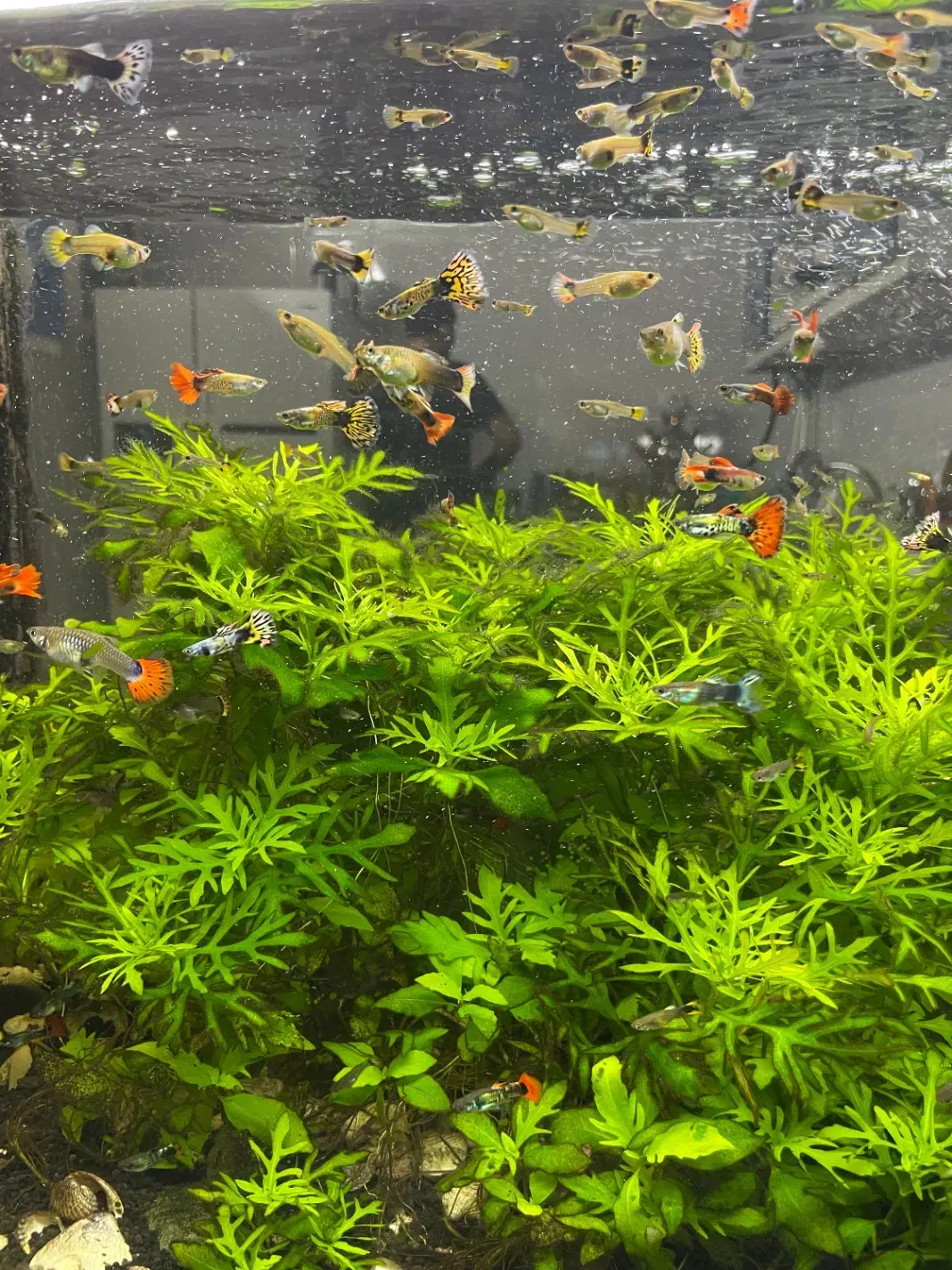 ماهی گوپی مولد|ماهی|اصفهان, نصرآباد|دیوار