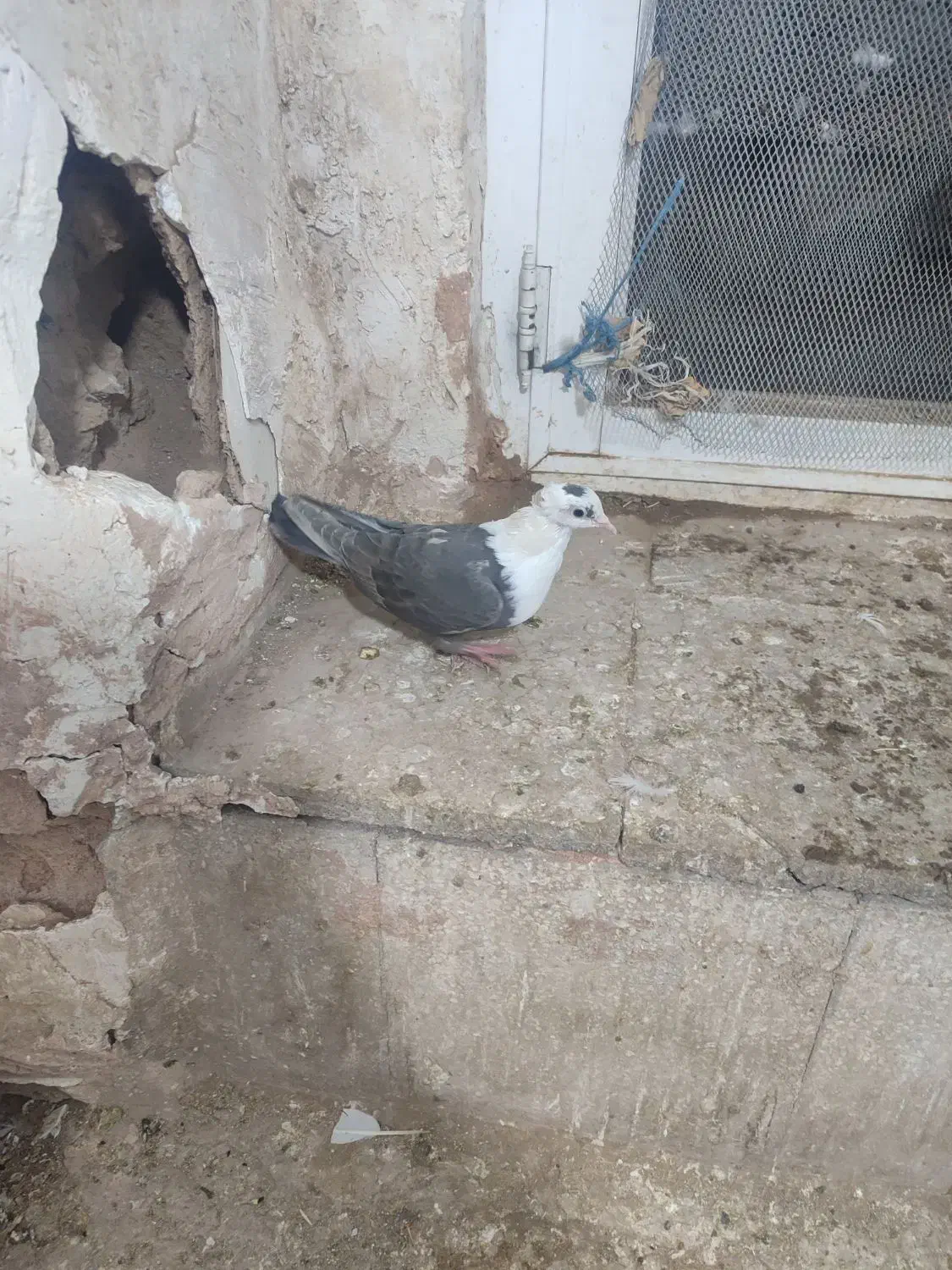 کله سفید ماده|پرنده|سبزوار, امام خمینی (ناوی)|دیوار