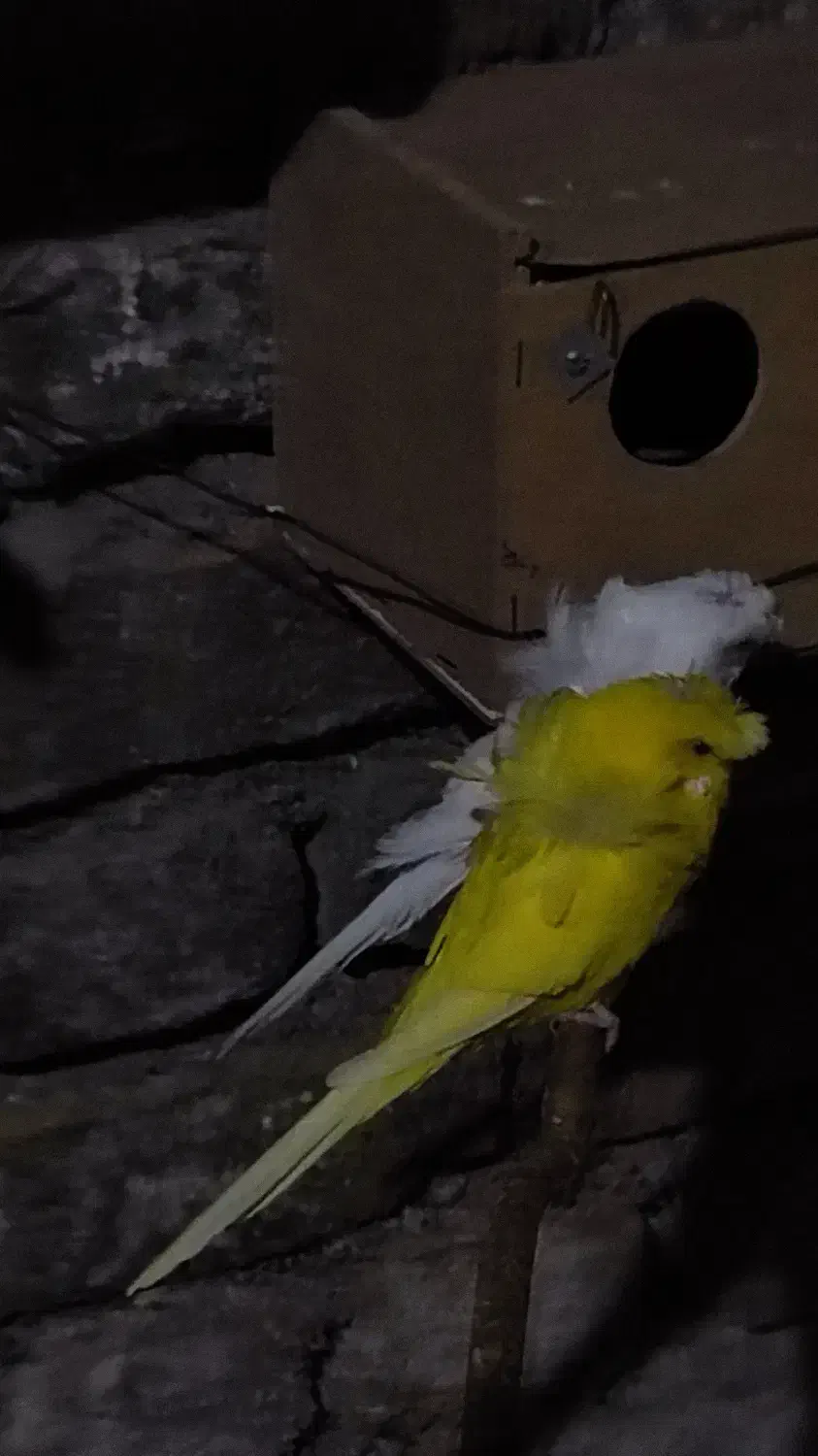 مرغ عشق پروانه ای|پرنده|فردوس (خراسان), |دیوار