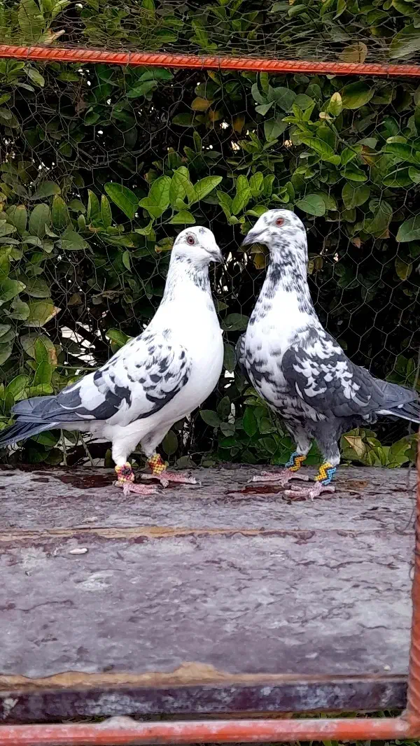 کبوتر بزک پلاکی|پرنده|شیراز, بازار|دیوار