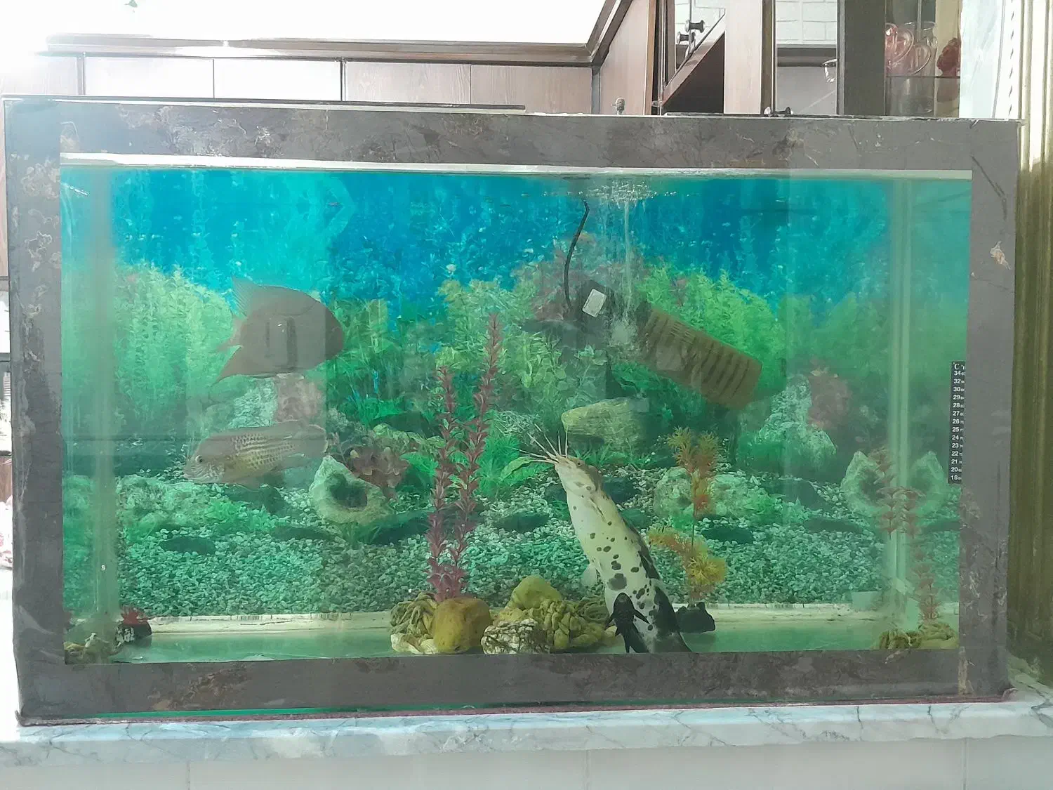 آکواریوم|ماهی|نیشابور, فضل|دیوار