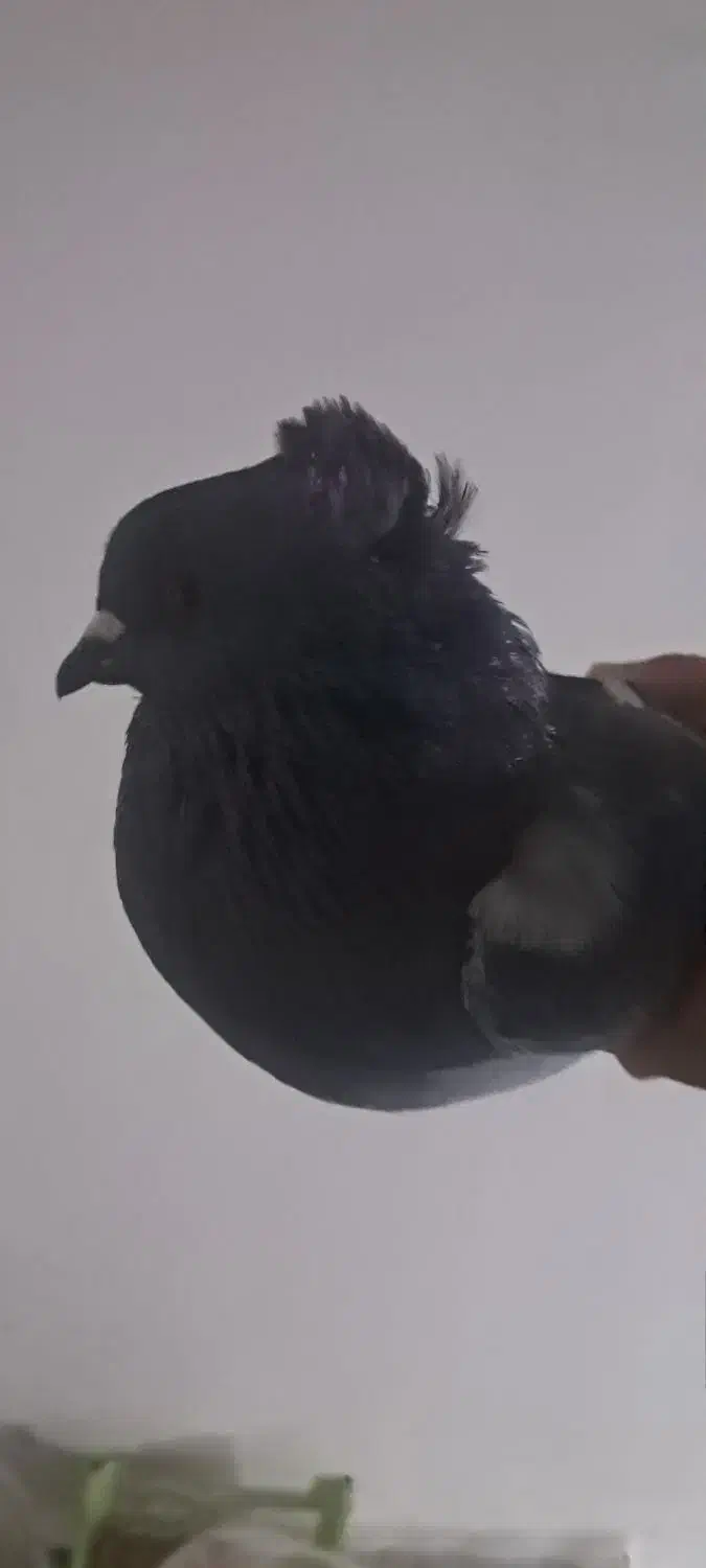 ۱عدد نر کوهی|پرنده|صدرا-فارس, فاز ۱|دیوار