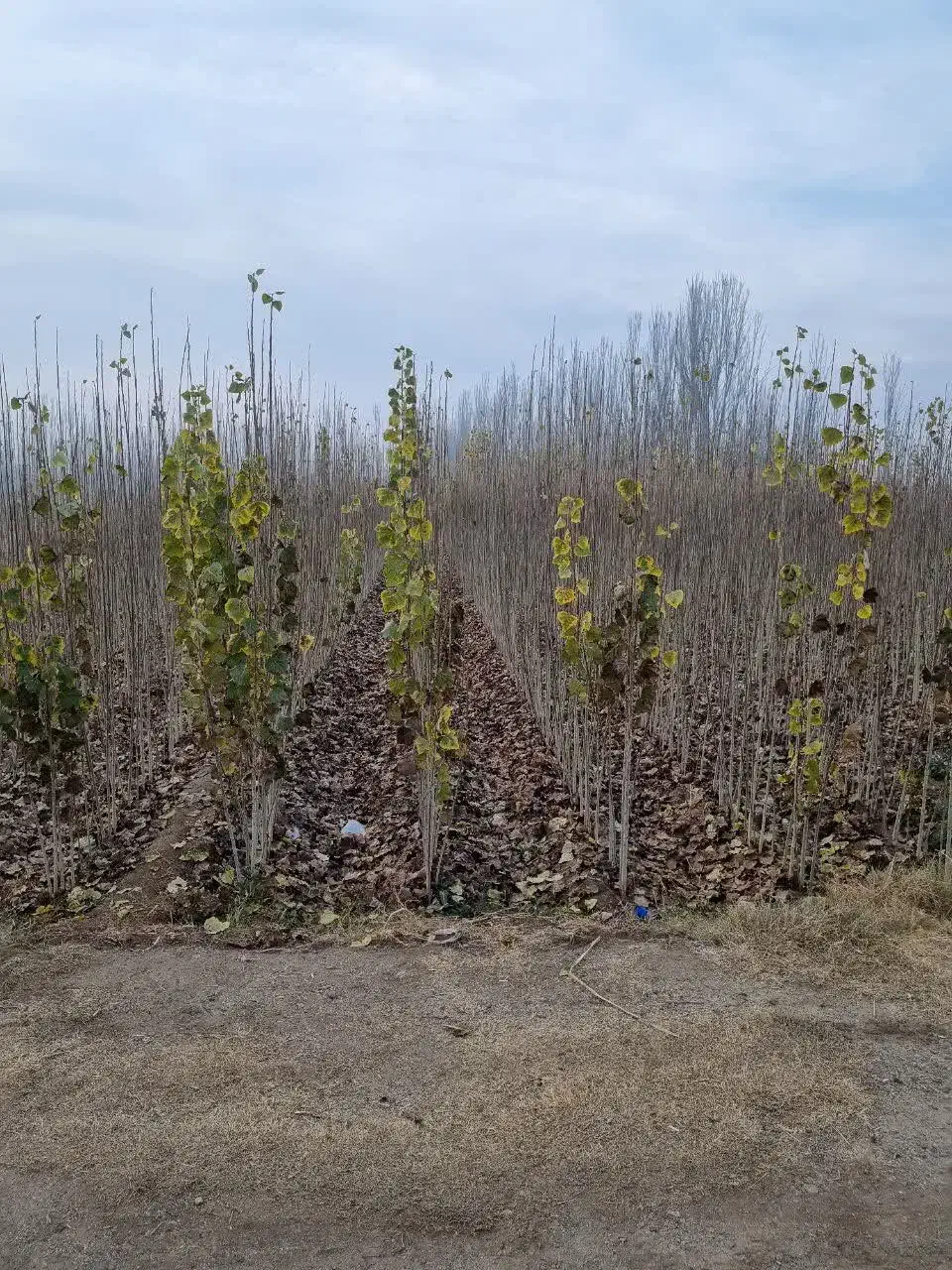 تولید نهال صنوبر|خدمات باغبانی و درختکاری|چالدران, |دیوار