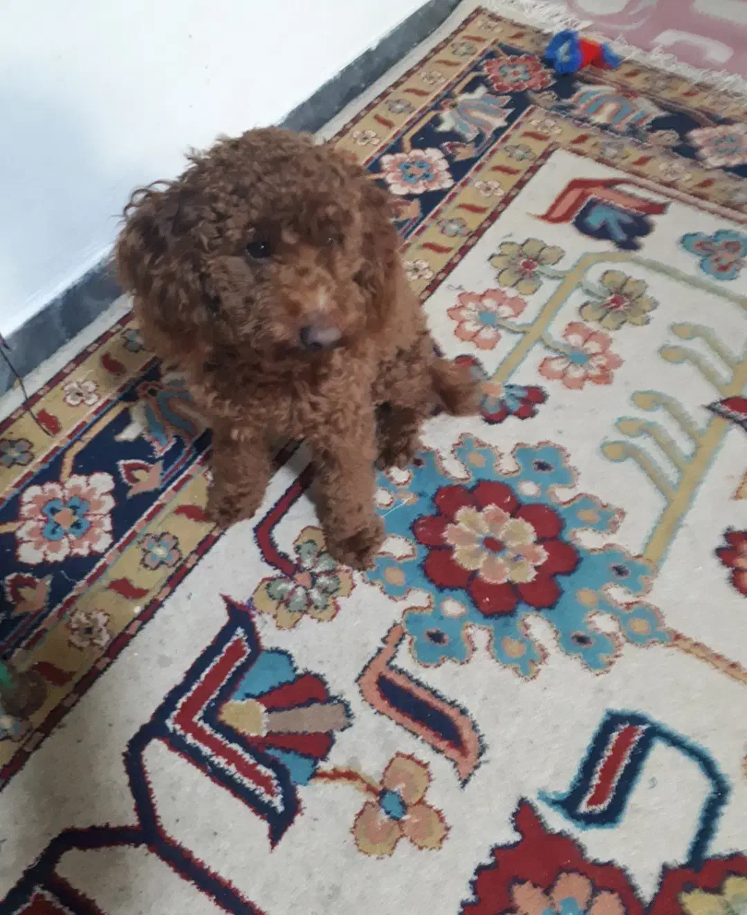 سگ پودل|سگ|چمستان, |دیوار