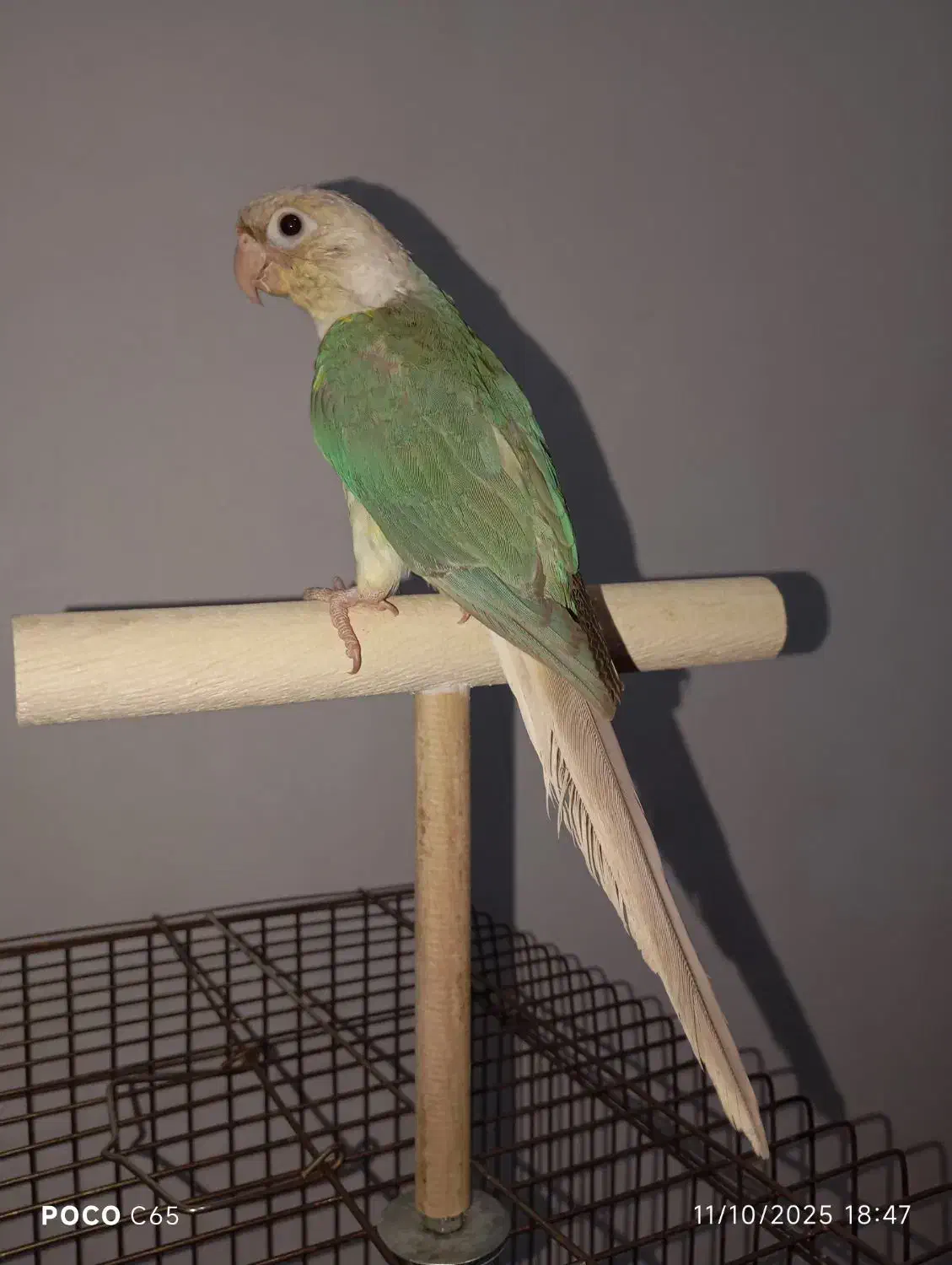 طوطی گرینچیک نر دستی بازیگوش حدودا ۶ ماهه با قفس|پرنده|ملارد, |دیوار