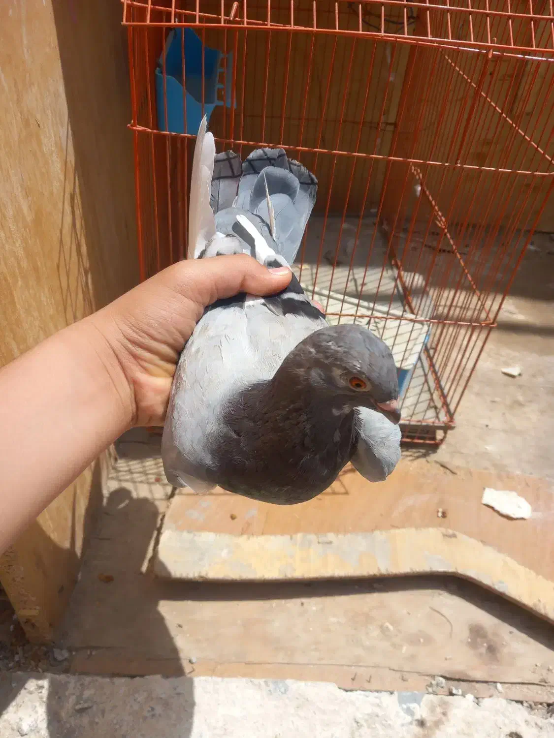 کبوتر پلاکی ۲۵۰تومن|پرنده|چمران, |دیوار