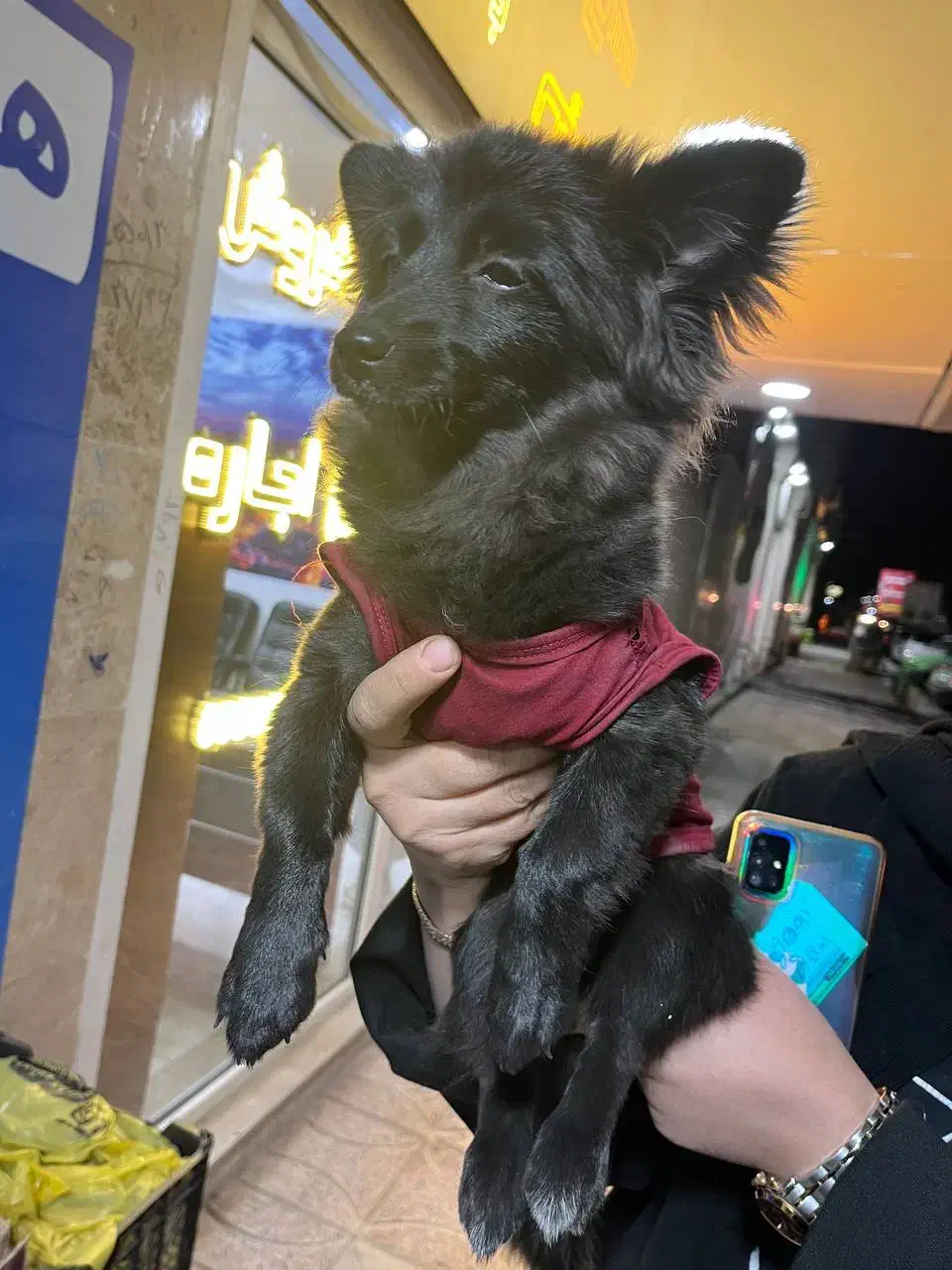 سگ پامرین گرگی کاملا سلام و واکسینه شده|سگ|شهریار, شهرک شاهد|دیوار