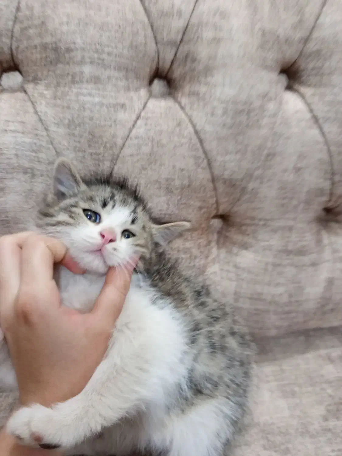 گربه|گربه|نیشابور, کوی فرهنگیان|دیوار