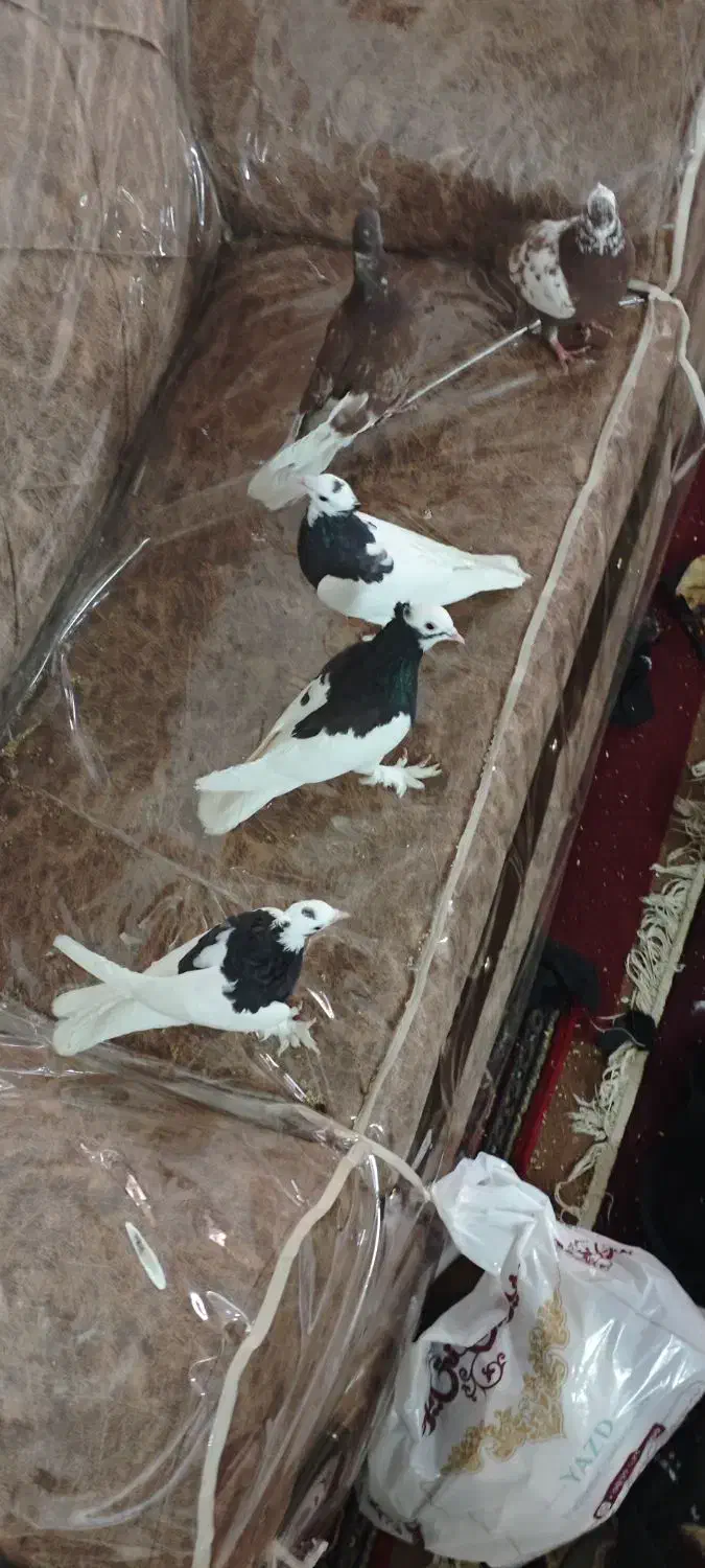 کبوتر یزدی و طوقی|حراج|یزد, |دیوار