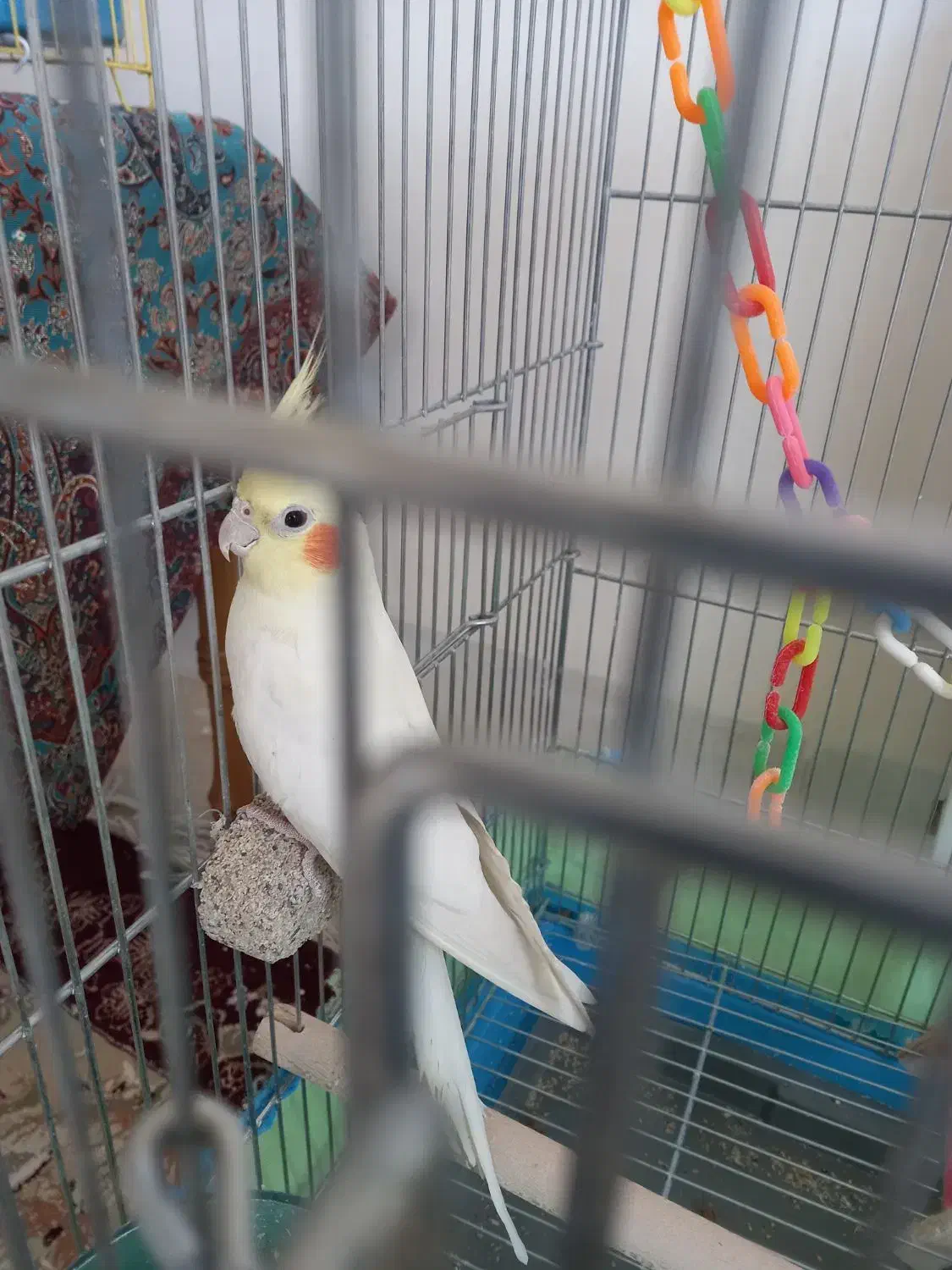 لوتینو ماده بسیار سالم و سرحال|پرنده|نجف‌آباد, ویلاشهر|دیوار