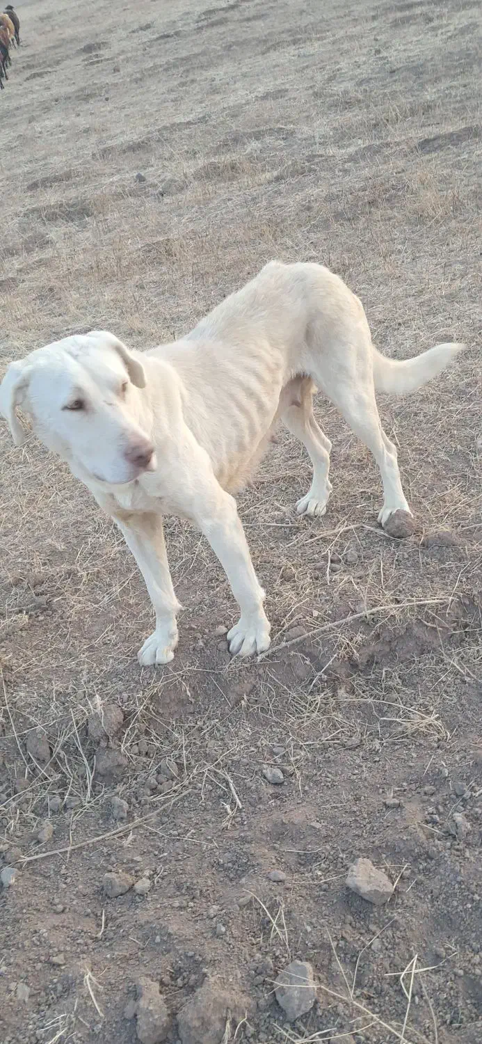 سگ سرابی|سگ|اردبیل, |دیوار