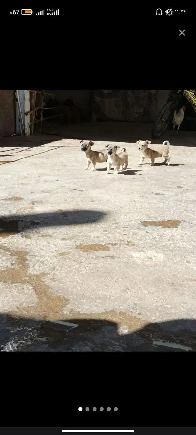 توله های پاکوتاه|سگ|کرمانشاه, |دیوار