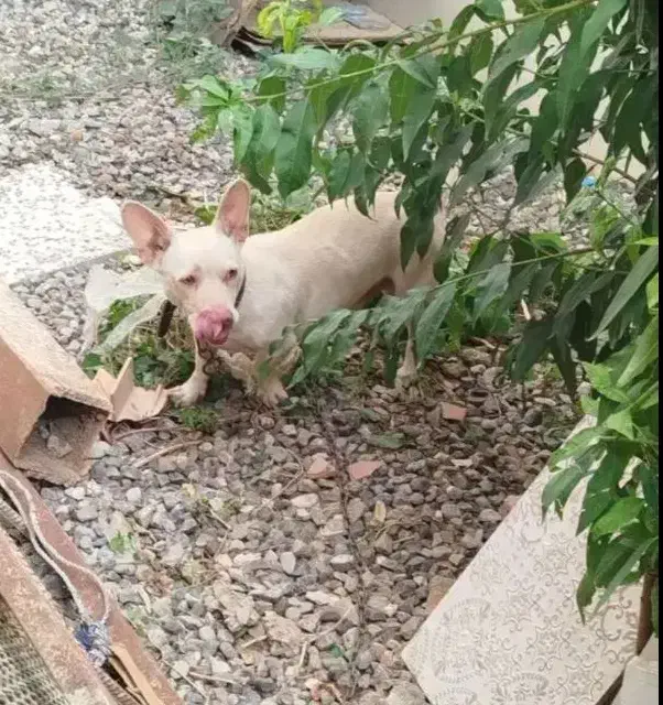 سگ پاکوتاه فروشی|سگ|گرگان, |دیوار