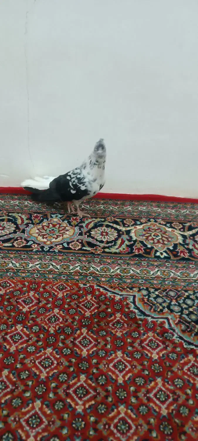 کفتر سوسکی|پرنده|کبودرآهنگ, |دیوار