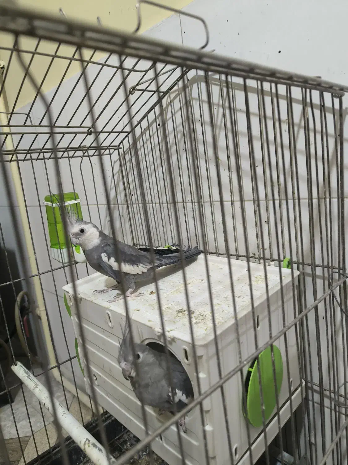 عروس هلندی تخم گذار|پرنده|تهران, شهید اسدی|دیوار