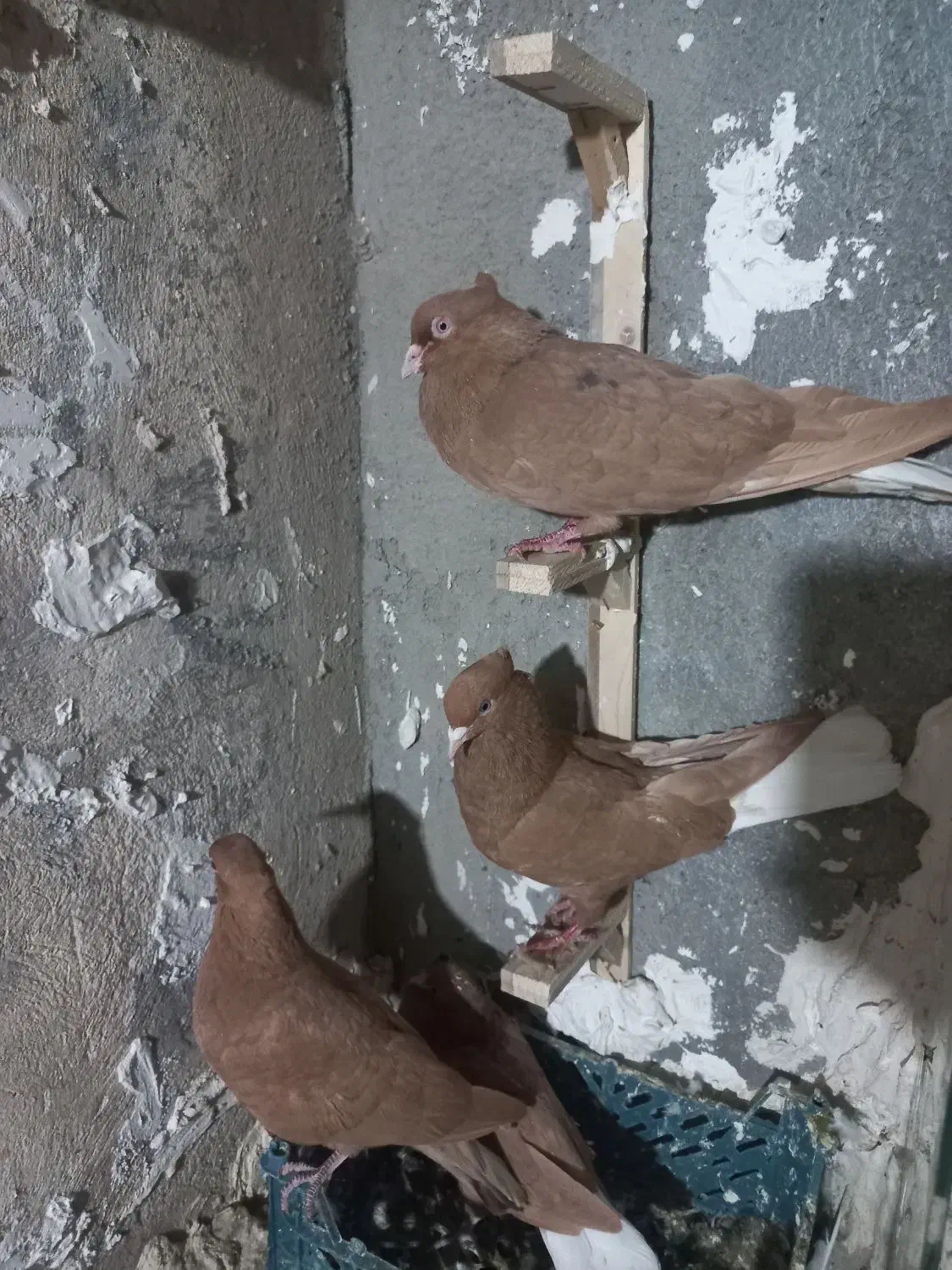 کفتر|پرنده|مشهد, شیرحصار|دیوار