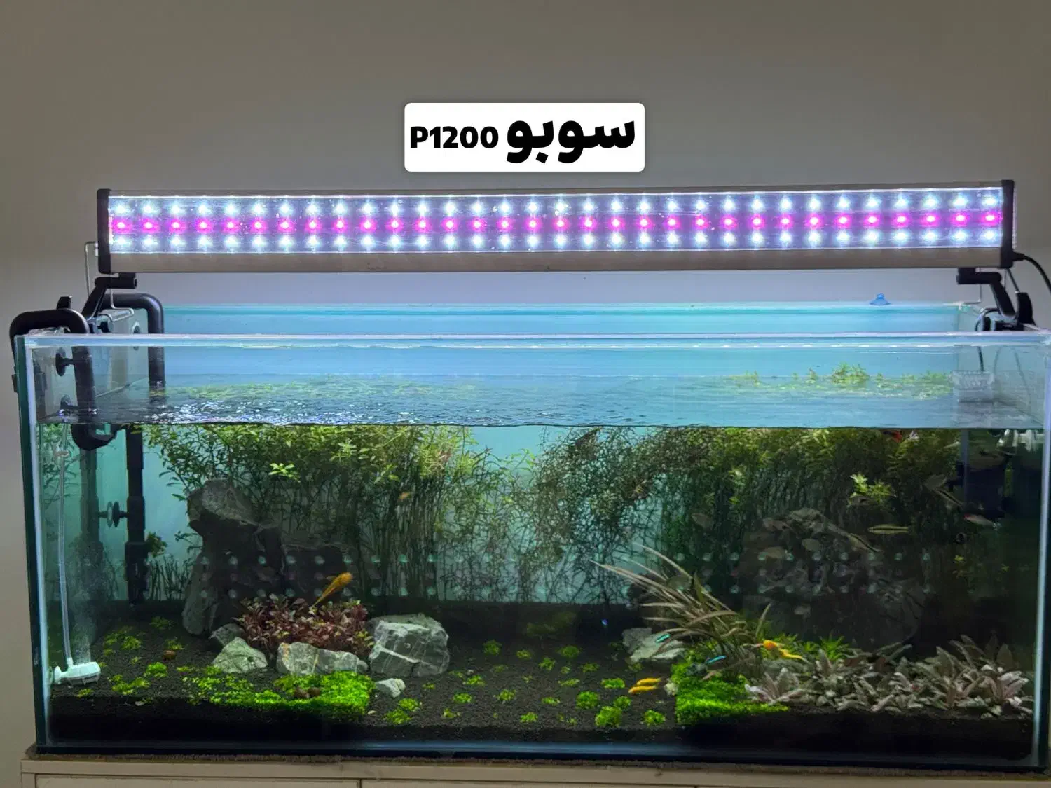 نور مخصوص پلنت|ماهی|بهبهان, |دیوار