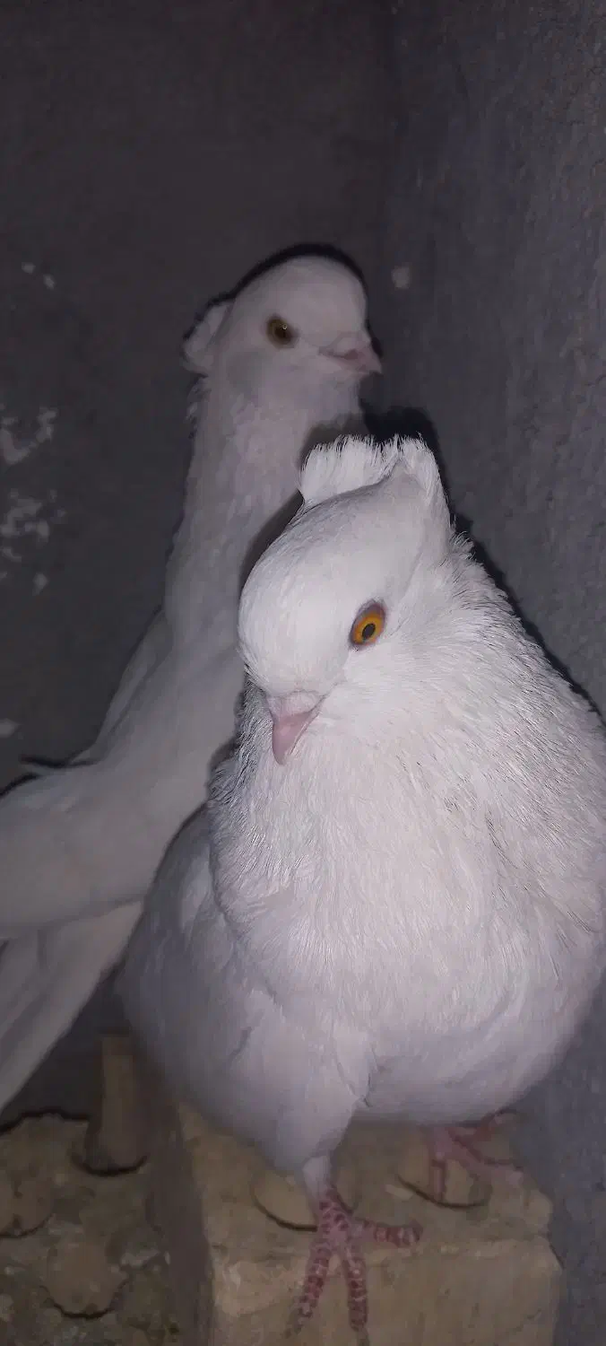 کبوتر کاکولی سفید|پرنده|خمینی‌شهر, |دیوار