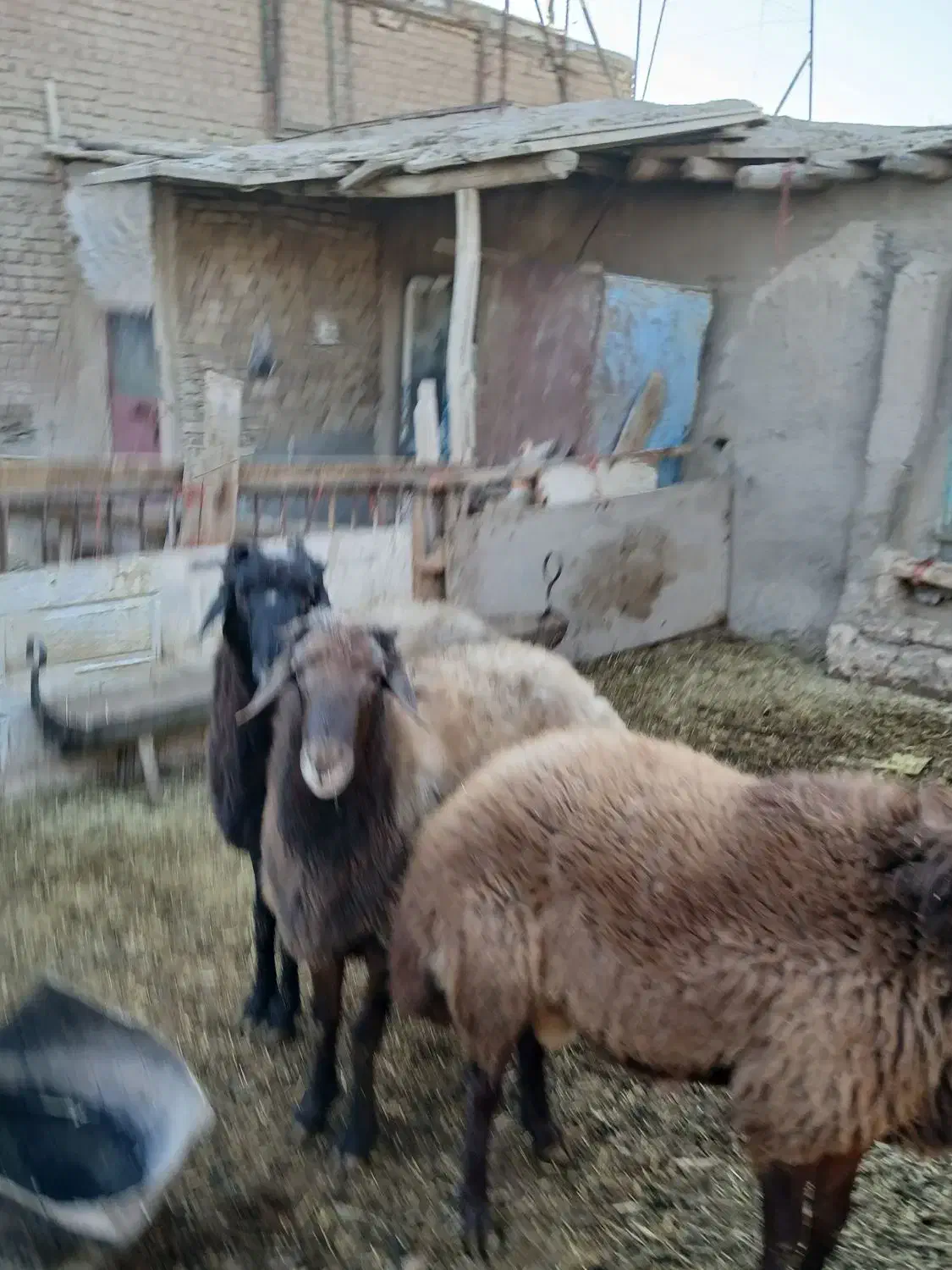 شیشک نر پرواری و بره پای پرواری سبک وزن|حیوانات مزرعه|فامنین, |دیوار