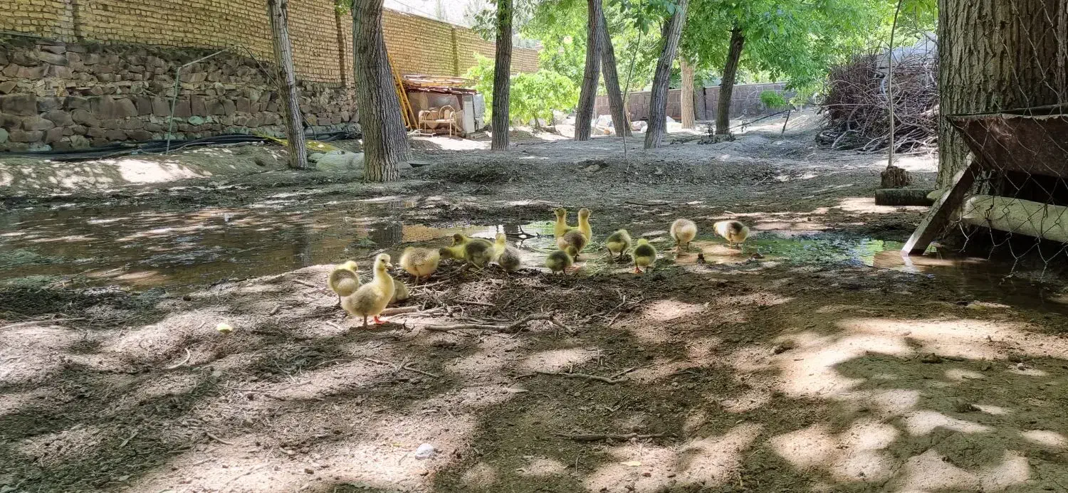 غاز بالق یک ساله چاق برای کشتارونگهداری|حیوانات مزرعه|آبسرد, |دیوار